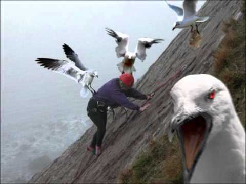 Masticating Seagull- By DJ Picrapple.wmv