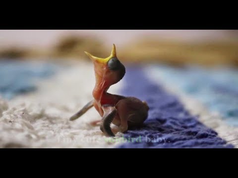 Birds baby growth stages | purple sunbird's baby