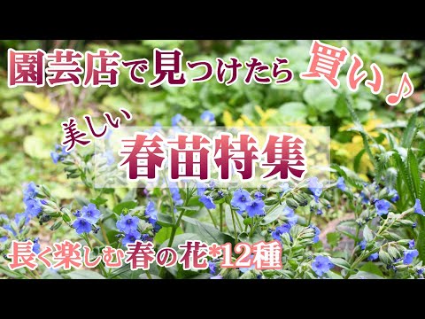 冬の花を植える時期 赤いケシ 寒い春の豊かな気候にさらされると気分が良くなります