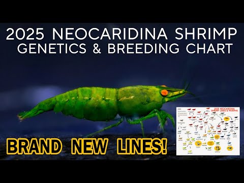 2025: ALL NEW Neocaridina Shrimp Colors & Lines. Genetics Chart for Breeding Cherry Shrimp & Morphs