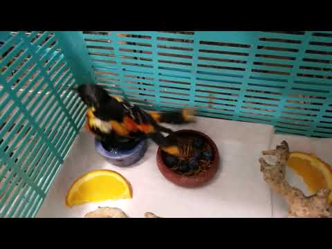 Baltimore oriole 2 8 18