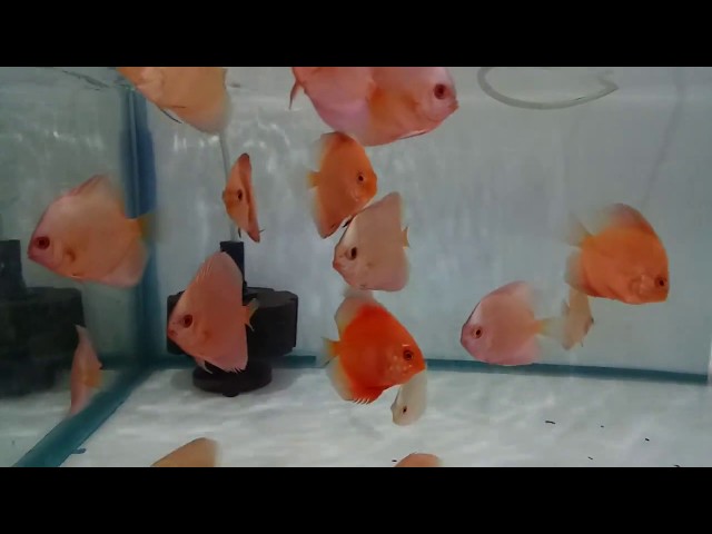 The best discus fish for sale at joes aquaworld mumbai 9833898901