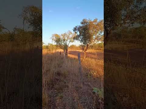 o canto da sariema na natureza aqui de Couto Magalhães Tocantins