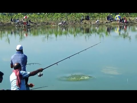 Big Grass Carp Fish Hunting By Kalam Video