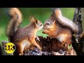 Best for Dogs: 10 hours of Red Squirrel Spectacular