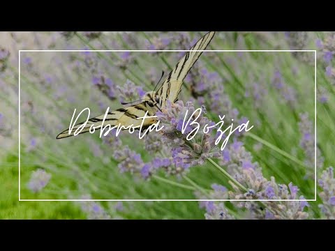 Andrea Gelemanović - Dobrota Božja