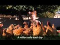 "What Does the Fox Say?" Ylvis Parody (What ...