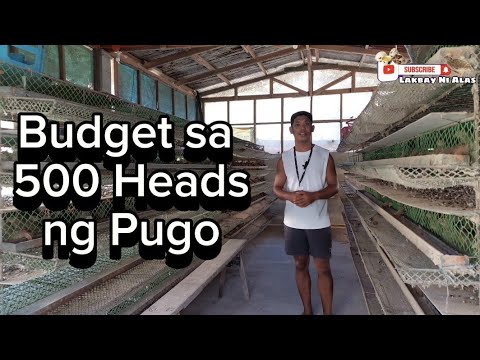 Budget for 500 RTL Quails | Quail Farming Start Up Guide | Quail Farming Business Budget Plan