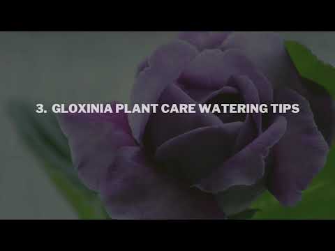 , title : 'Gloxinia Plant Care Dos and Don’ts