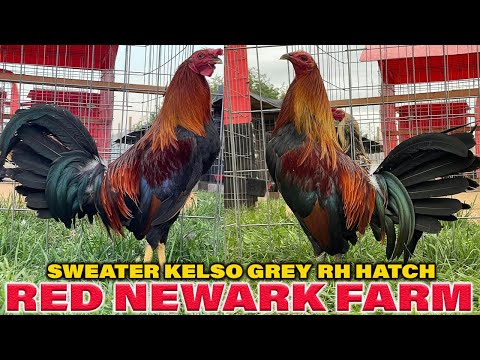 Tony Mzt Red Newark Farm - Big Farm in USA Beautiful Birds