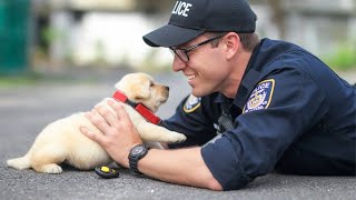 These Dogs Are on First Day Jobs! 😍 Top Puppies Videos Ever!