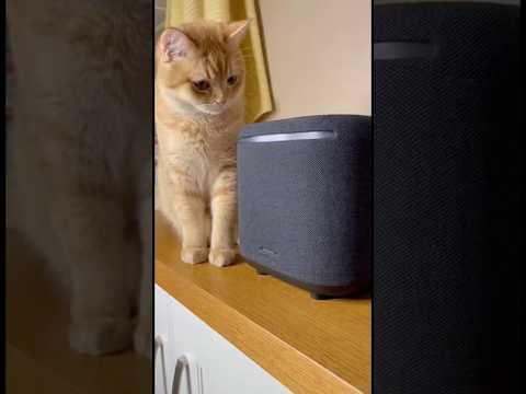 Яндекс Станция с Алисой AI и Кот 🐈