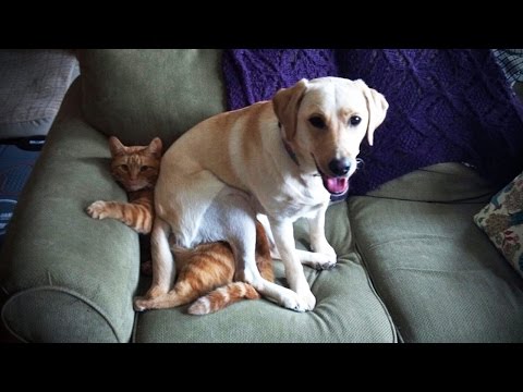 LABRADORS ARE AWESOME ★ Funny Labradors COMPILATION [Funny Pets]