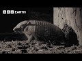 Amazing Armadillo Looks For Love 4K UHD Mammals BBC Earth