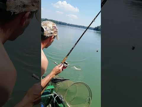 Pecanje plotice feeder fishing 🐟🎣