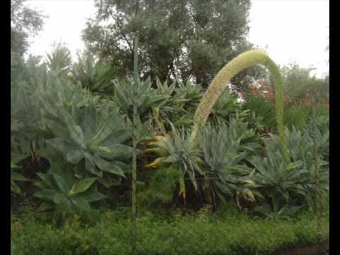 Fiori Di Agave.wmv