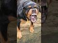 dog barking sounds to make your cat go  crazy #viral #dog #angrypuppy #angrydog #cutepet #pets
