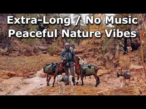 (Special Edition) Peaceful Desert Rain with Dogs & Pack Goats Firebox Stove Ti BOX-POT Slow Cooking.