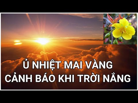 🔴 QBS2163 - Ủ NHIỆT MAI VÀNG CẢNH BÁO KHI NHIỆT ĐỘ TĂNG CAO || NHỮNG LƯU Ý NHI Ủ NHIỆT MAI VÀNG