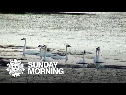 Nature: Trumpeter Swans in Minnesota - YouTube