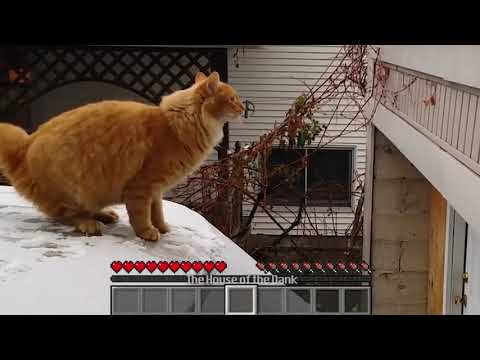 CATTO VS SNOWY ROOF GONE MINECRAFT MEME