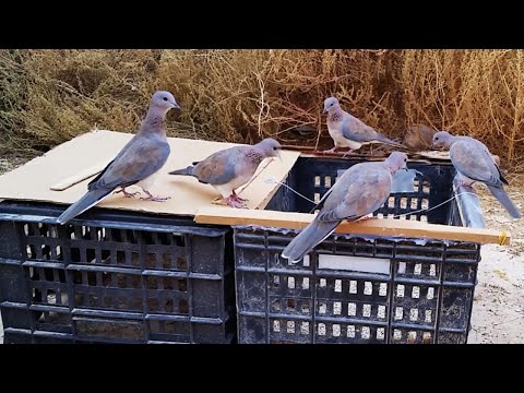 صيد اليمامة حمامة النخيل مصيدة لا تتردد اليمامة في دخولها