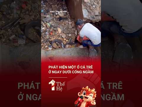 cá trê khủng lồ dưới cống #shorts #1thehe