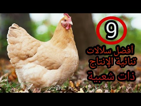 , title : 'تربية الدجاج البياض. أفضل 9 سلالات ثنائية الإنتاج ذات شعبية عالمية'