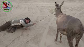 Most Funny Video December 2017-Boy Ka Donkey Se Izhar Muhabbet | Sono Vines