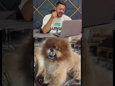 عجب سگ عجیب غریبی😂 شانس آورد خفه نشد
