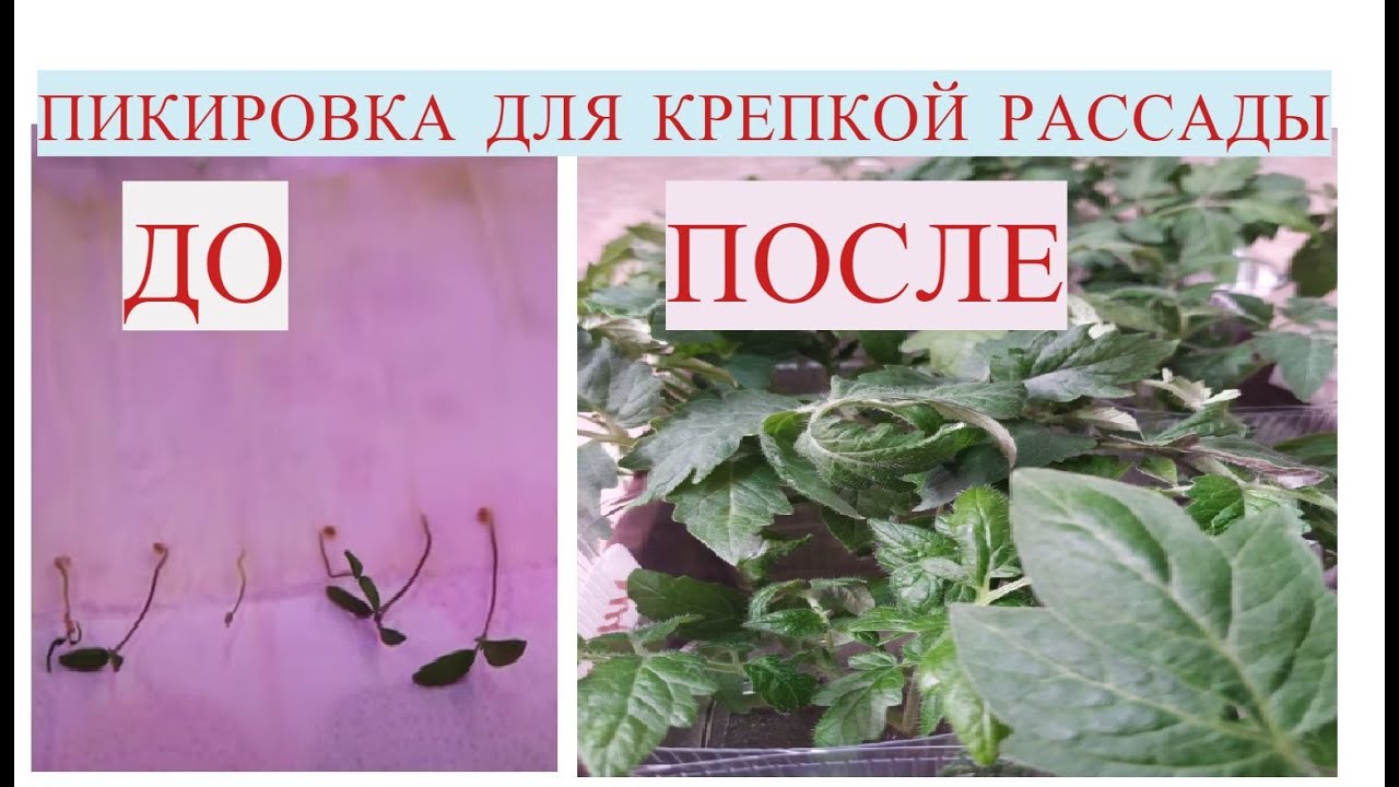 После такой пикировки рассада томатов крепкая и коренастая! Пикировка томатов #3