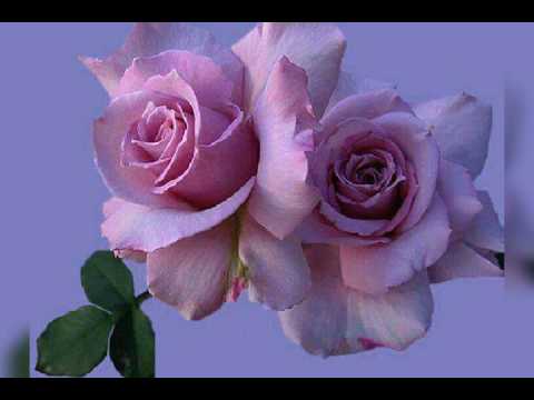 Good morning beautiful flower roses WhatsApp message video