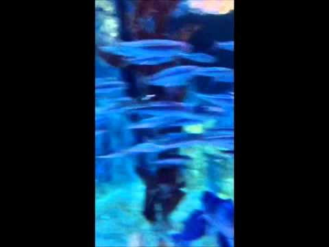 Disco Dive Long Beach Aquarium