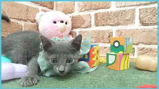 ペットショップCOO&RIKU No00705014(ロシアンブルー)