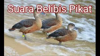 Download lagu Suara Pikat Burung Belibis Jernih ! Paling Ampuh ! mp3 Download lagu Suara Pikat Burung Belibis Jernih ! Paling Ampuh ! mp3