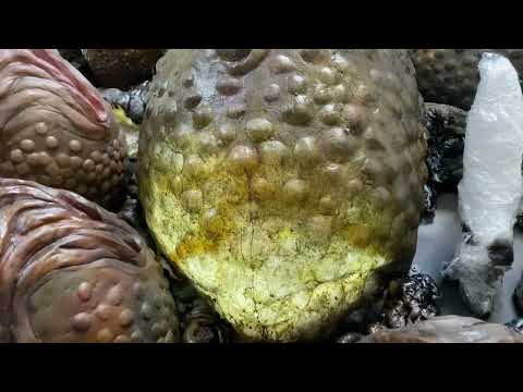 Facehugger Shadow Puppet