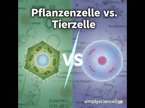 Pflanzenzelle vs. Tierzelle: Der ultimative Vergleich | Aufbau & Unterschiede einfach erklärt