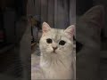 Adorable Kittens' Tears Will Melt Your Heart #cute #cat #pets #tears #shorts