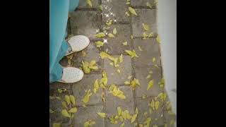 Download lagu Sajak detik | literasi 30 detik | puisi pendek | status wa mp3