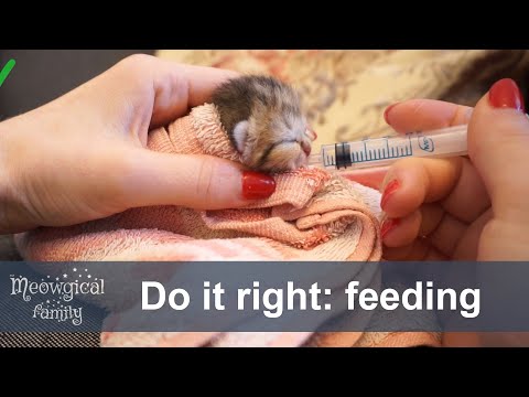 🍼 Newborn kitten survival guide - feeding