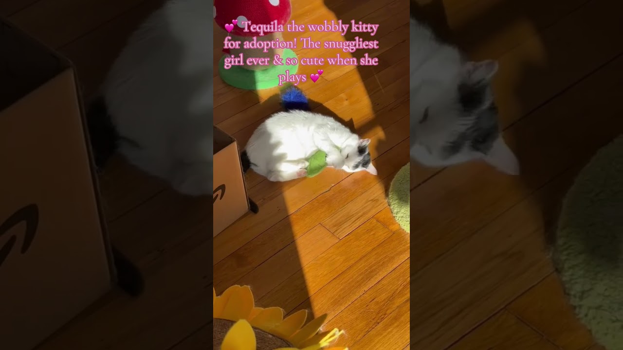 Tequila, a Adoptable Domestic Short Hair in Greenburgh, NY video 6/6