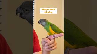 Unique Bird Greeting � Happy Beak Clicking Senegal Parrot behavior