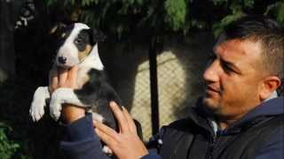 Satılık Yavru Köpekler. Satılık Bullterrier Yavruları