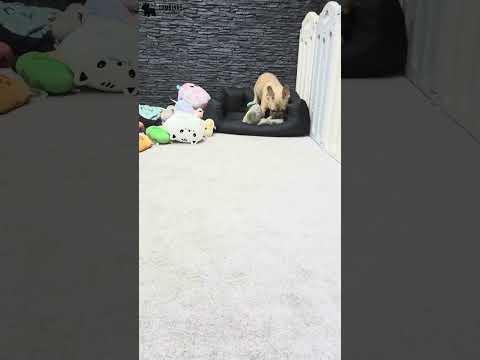 Video 4