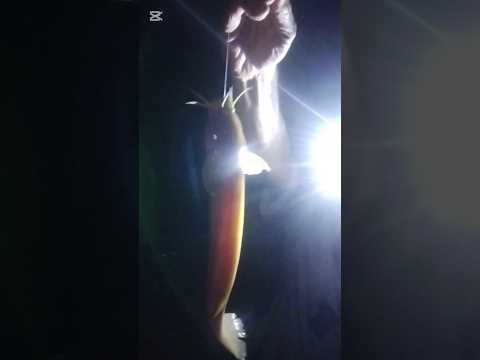 Pesca nocturna en Zamora Chinchipe