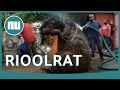 Enorme 'rat' veroorzaakt overstroming in Mexico-Stad | NU.nl