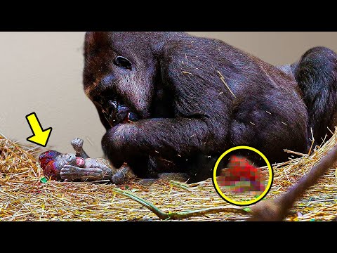 Gorilla Gives Birth For The First Time In 9 Years. When She Gets Up, All The Keepers Scream!