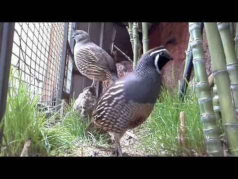 Codornices chilenas, codornices Cantando ,California Quail Sounds, Quail Sounds, California Quail