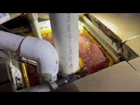 Bacteria Build Up Causes Fruit Flies in Island Heights, NJ