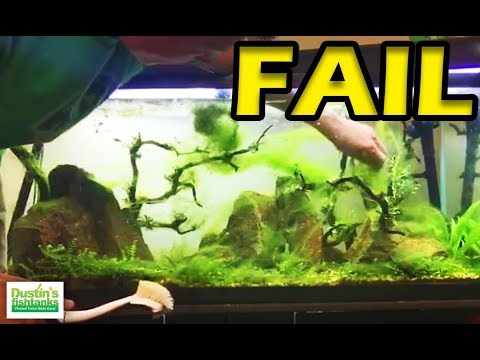 No Maintenence Tank -FAIL- Aquarium Algae Mess Causes LIVE